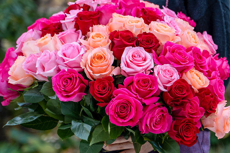Classic Roses