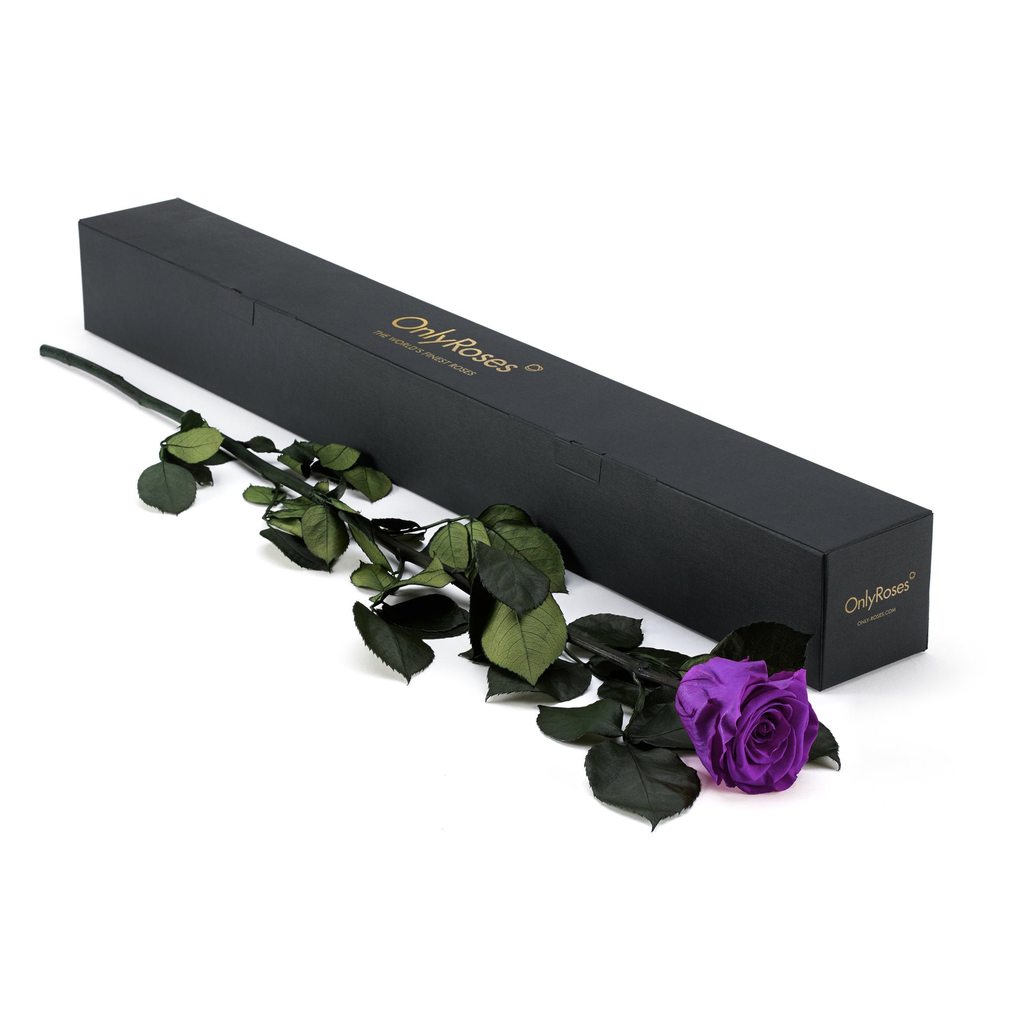 Purple rose with green leaves on a white background, next to a black box labeled 'Only Roses'.