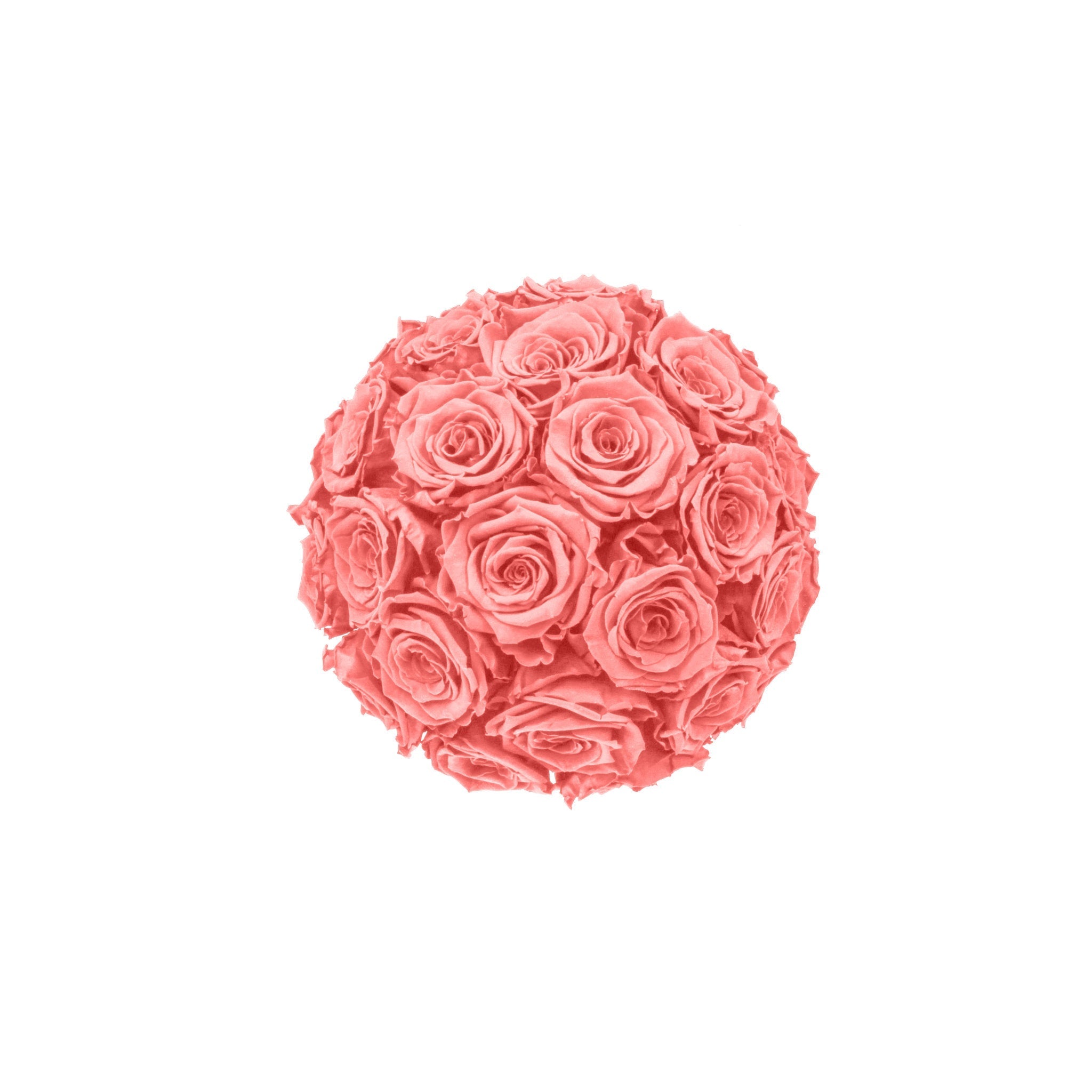 Bouquet of pink roses on a white background