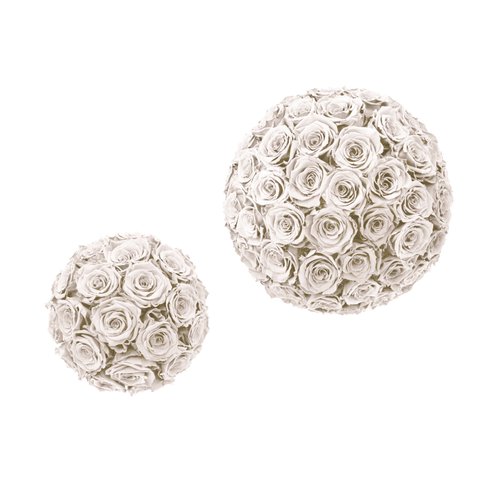 
White rose ball on a white background